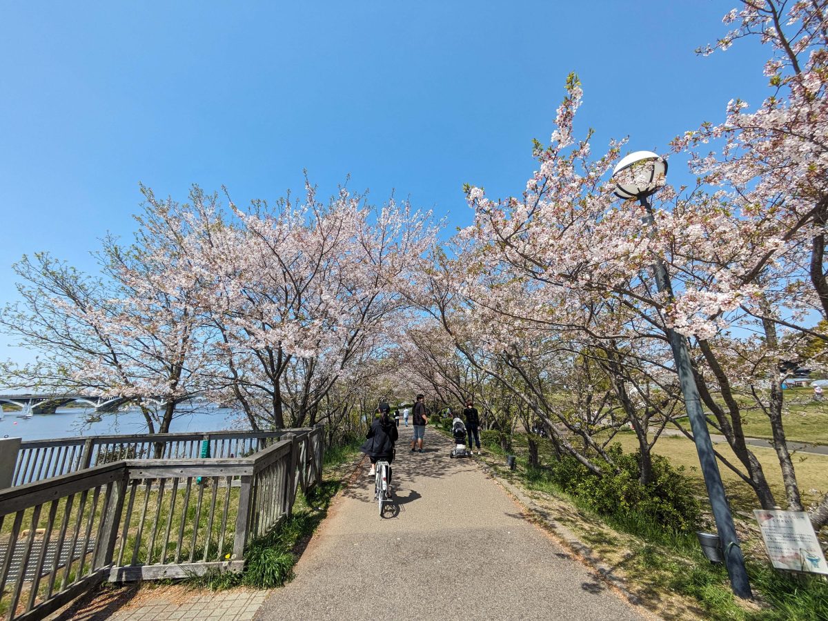 手賀沼親水広場付近の桜のトンネル