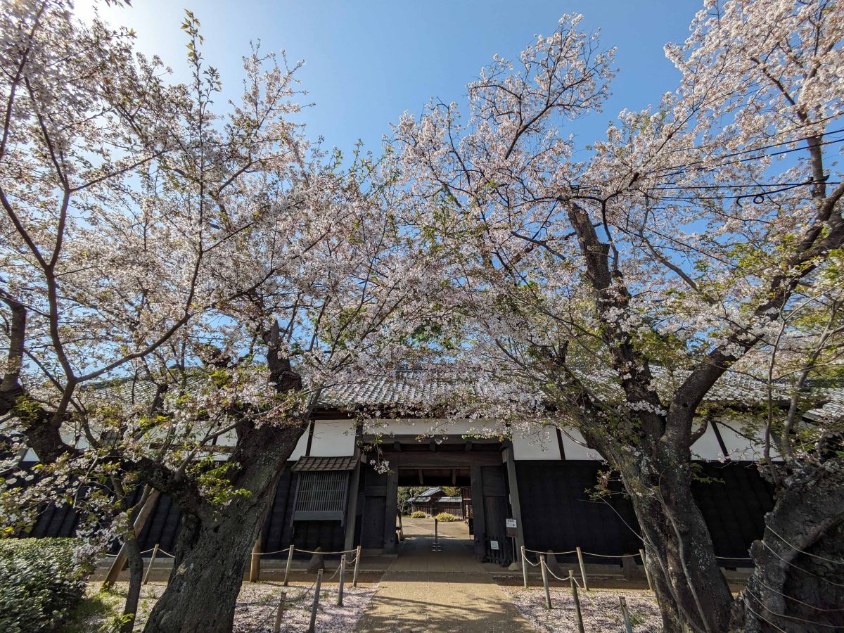 旧吉田家住宅の長屋門の前の桜