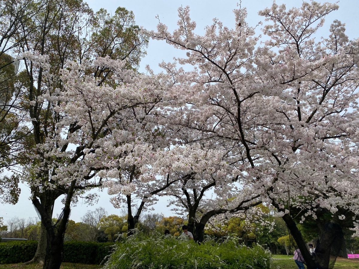 「平和塔」横の桜
