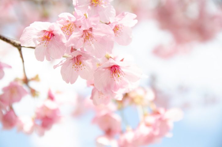 【流山】南流山周辺の桜開花状況レポート(2024.4.2現在)