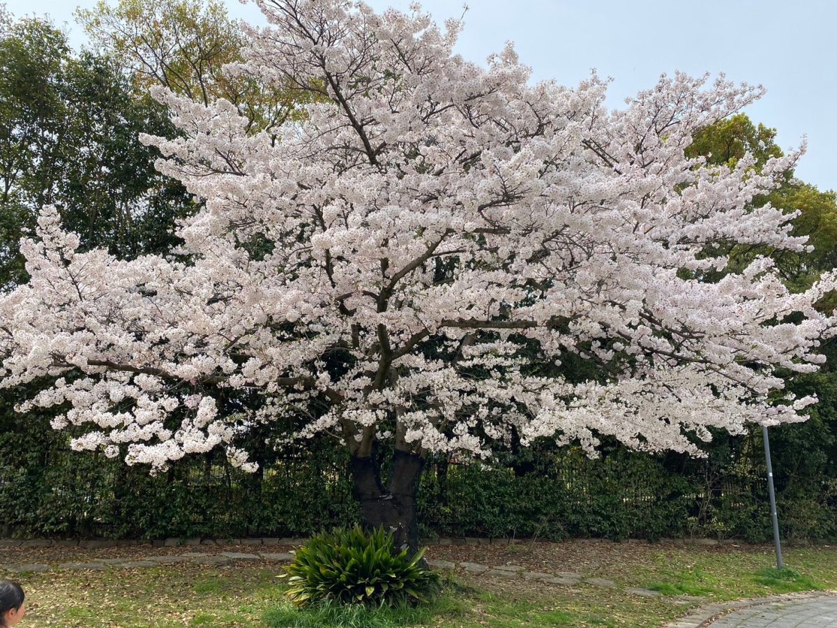 大仙公園の桜　満開です