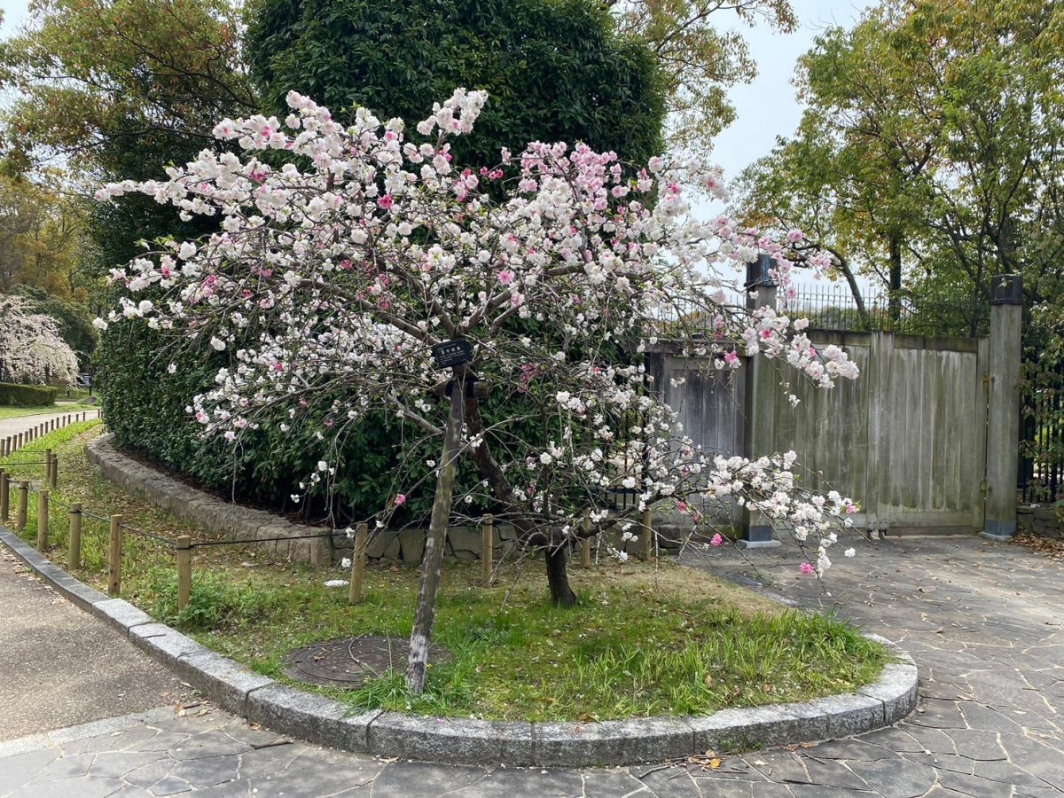 「源平枝垂　ハナモモ」花は八重桜で1本の木に紅色と白色とに咲き分けます