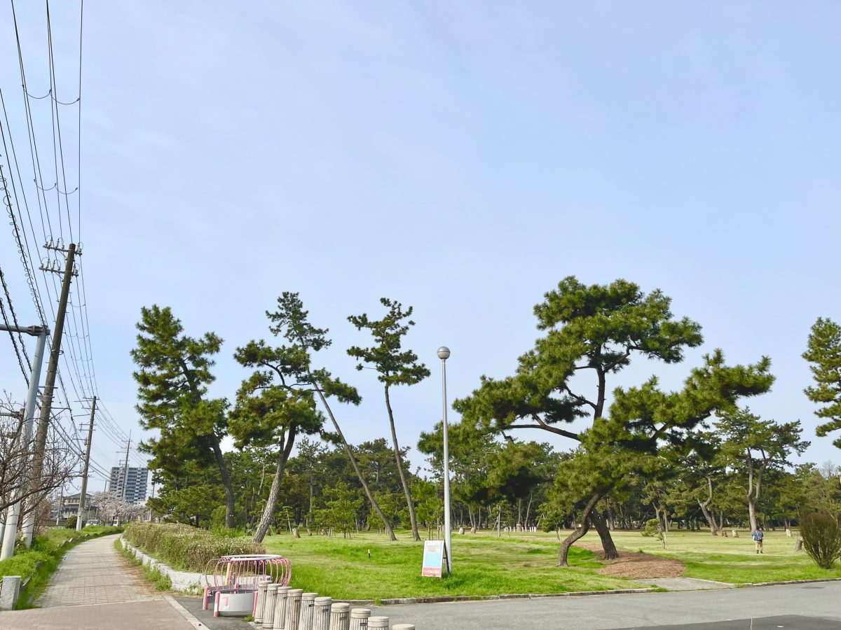 ｢名松100選｣にも選ばれている浜寺公園は、美しい松林が出迎えてくれます
