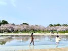【西区】浜寺公園で朝の桜散歩