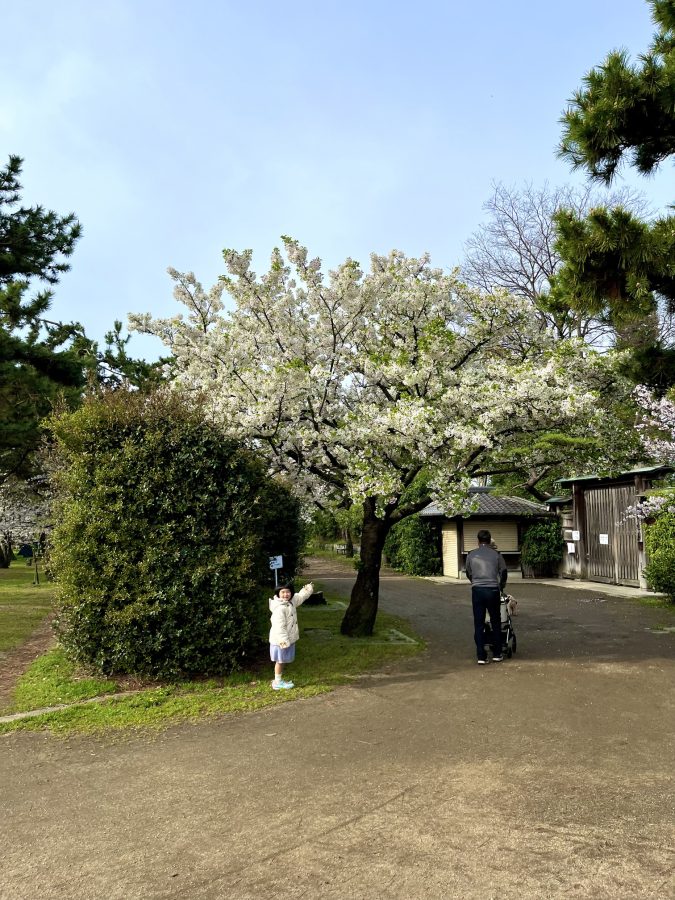 スタートは白い桜。先ほどとは打って変わって、一気に和の雰囲気に