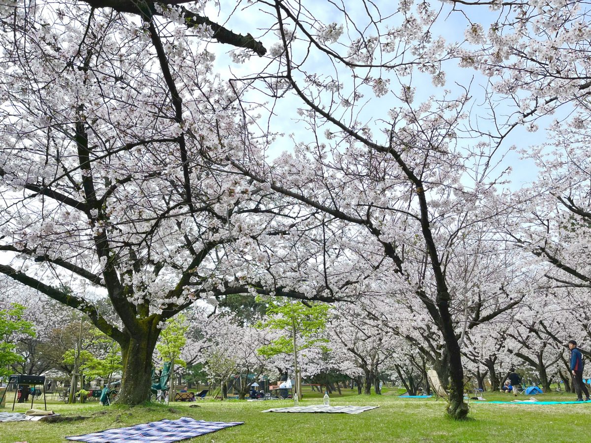 バラ庭園前は、一番桜の木が密集する人気のお花見スポット。すでに場所取りのシートが敷かれていました