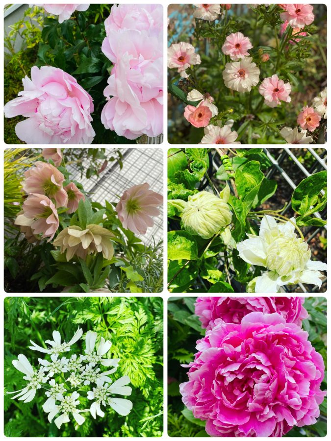 我が家の花壇で毎年咲くお花やこぼれ種で増えていくお花たち✿6年続けて咲いてくれるお花もいますよー
