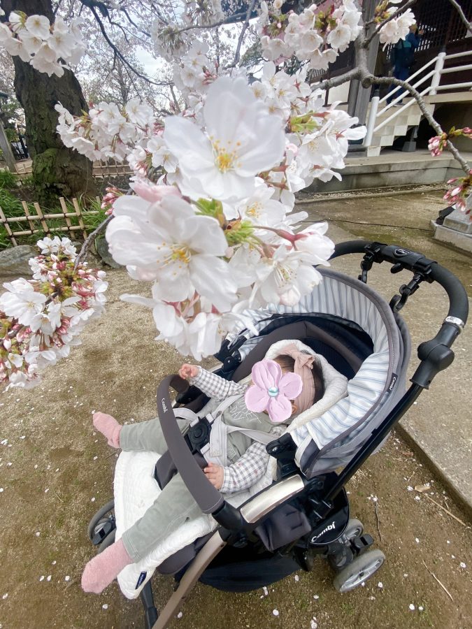 ０歳の娘♡はじめての桜デビューしました〜お子さまと桜の写真も撮りやすいですよ〜