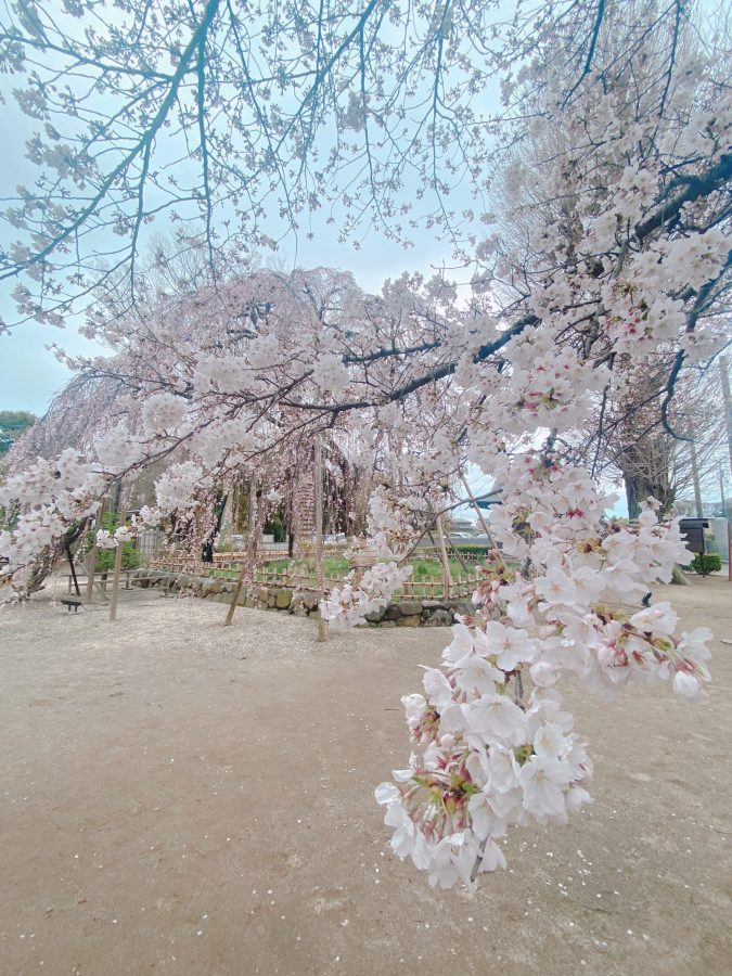 「ソメイヨシノ」と「しだれ桜」一緒に眺められますよー