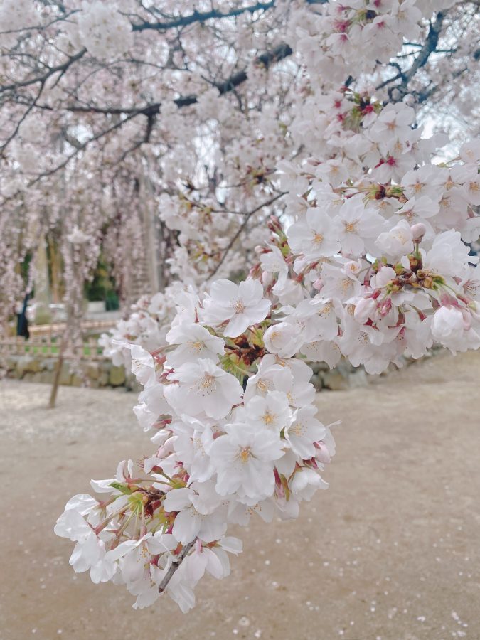 ソメイヨシノの薄いピンク色の花びらが目の前に広がる贅沢な眺め