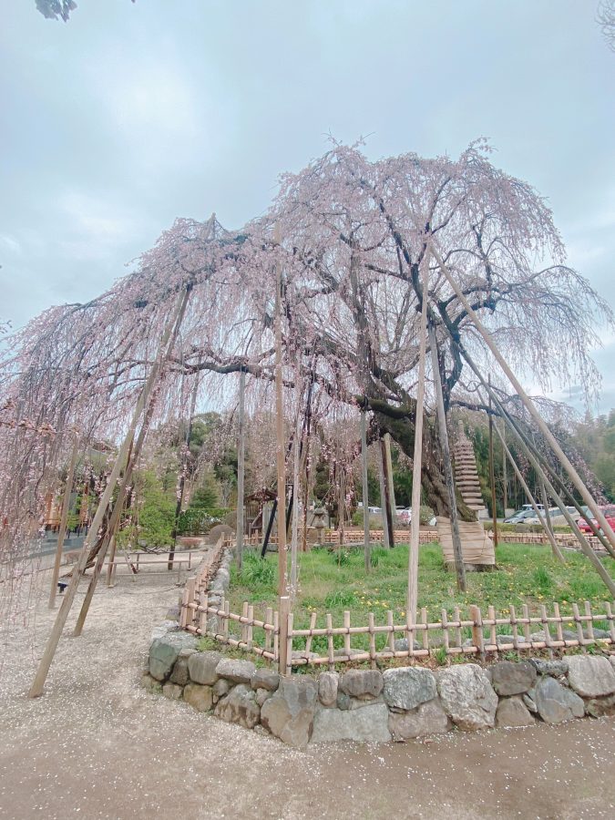 樹齢推定400年「しだれ桜」