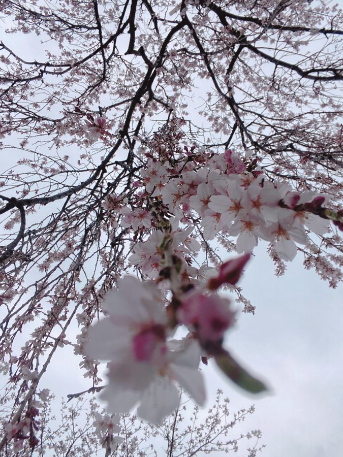美しいしだれ桜✿まさに桜のシャワーでした