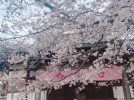 【流山】『桜』✿速報✿〜清瀧院〜【しだれ桜】【ソメイヨシノ】見頃を迎えてます