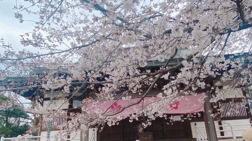 【流山】『桜』✿速報✿〜清瀧院〜【しだれ桜】【ソメイヨシノ】見頃を迎えてます