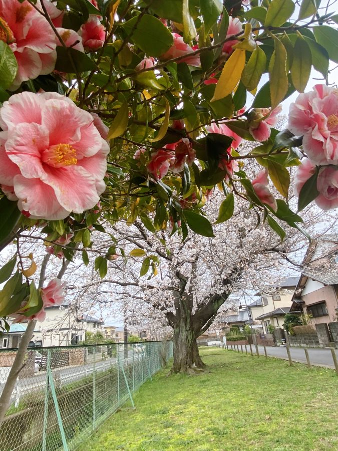 椿も咲き誇ってました♡桜とダブルで楽しめました