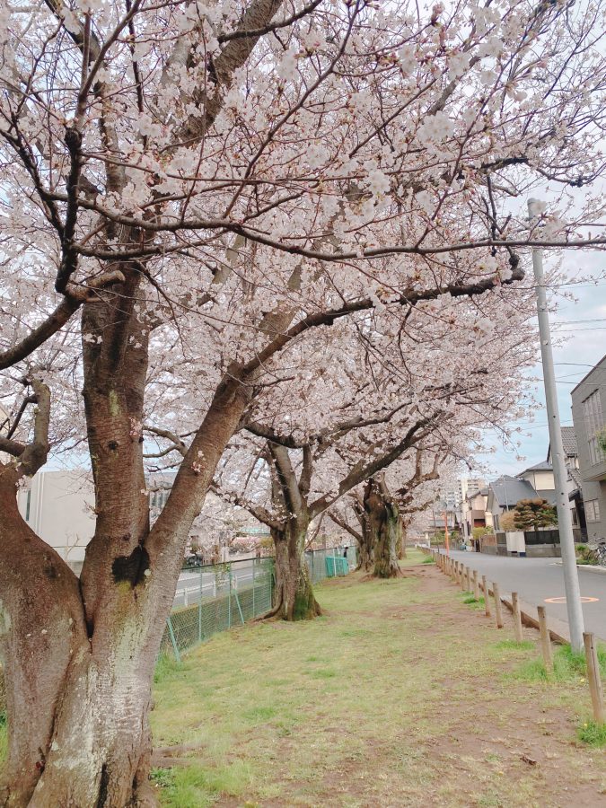 桜並木の様子②