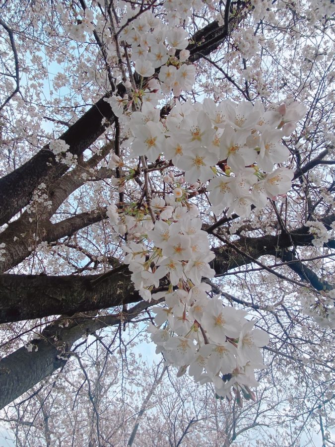 見上げるとうっとりする美しい桜が