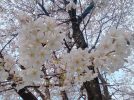 【流山】✿桜速報✿【美田1号緑地】〜桜並木が見頃を迎えてます（4/4(木)現在）〜