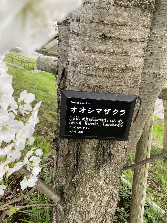 桜並木は『オオシマザクラ』開葉と同時に開花する桜で花は白色です