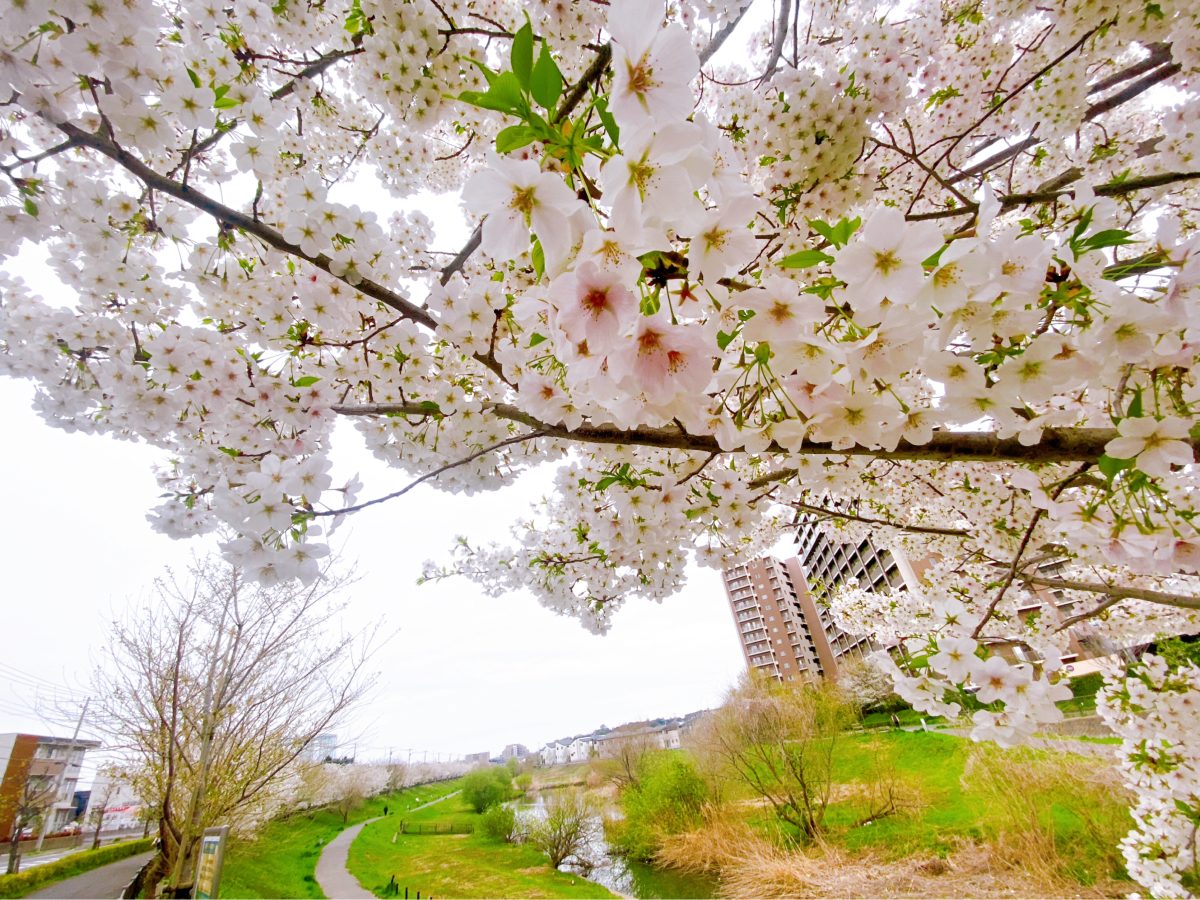 桜と緑の美しい景色がありました