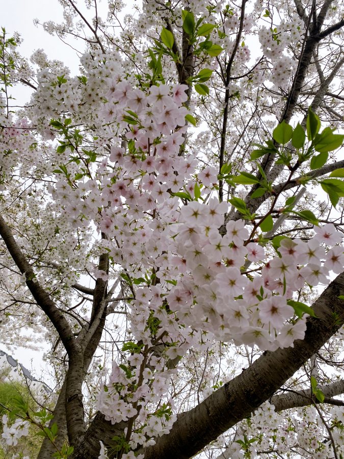 白色の桜の柔らかな美しさ