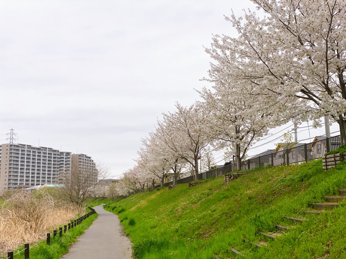 【大堀川防災調節池】桜並木はお散歩コースにおすすめです　見頃を迎えていますのでぜひぜひお出かけください