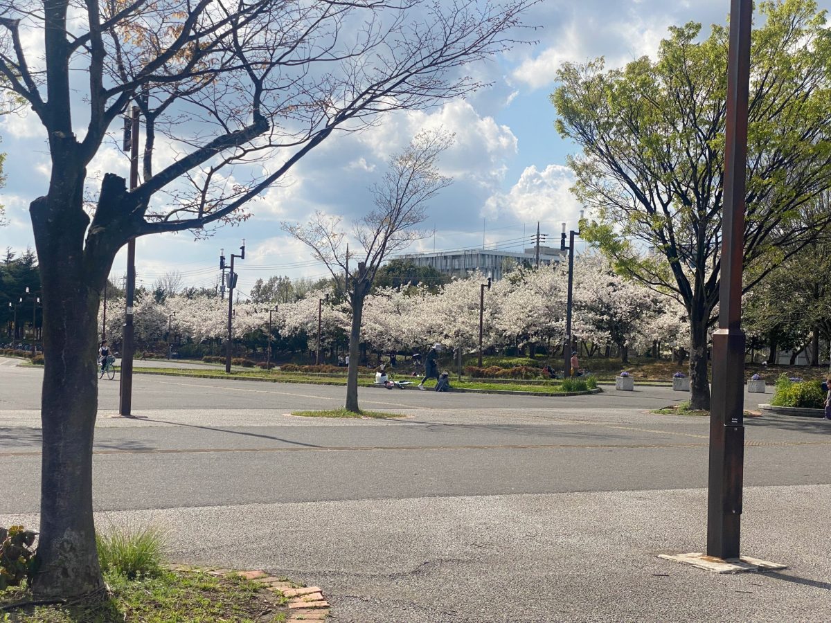 第一駐車場横『多目的スペース』も桜がずらっと♡帰るギリギリまで桜を眺められました