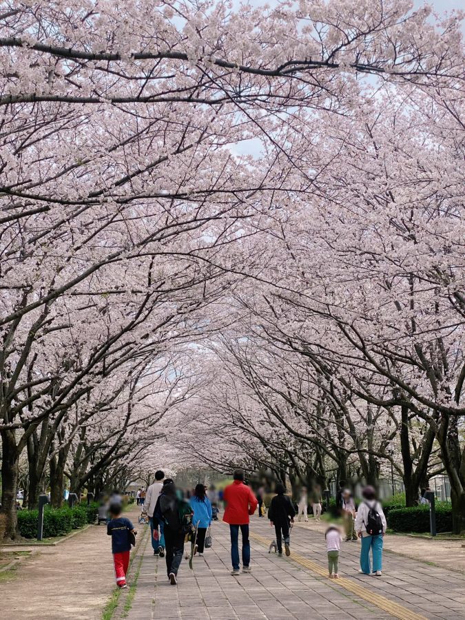 桜のアーチ美し過ぎました〜場所は『郷土の森』の横になります〜