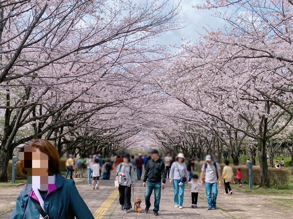まだまだ見頃は続く様子でした✿美しい桜のアーチを歩いてみませんか？