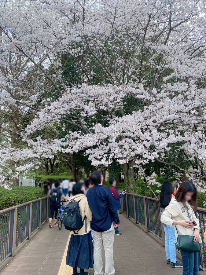 橋の上には手に届きそうな高さの桜が広がっていました