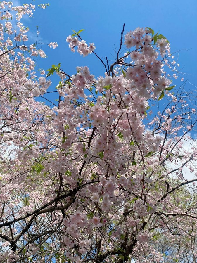 青空と桜って映えますね♡