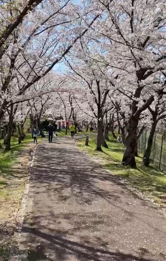 鴨谷球場横の、甲斐田川沿いの桜並木が会場です