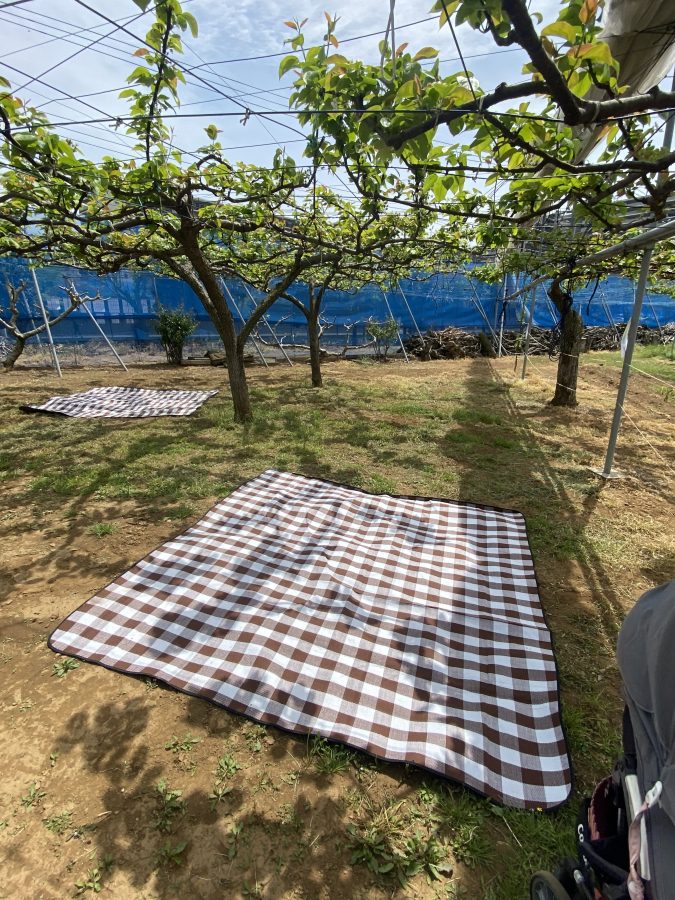 果樹園内にシートが敷いてある自由に利用できるスペースがありました　梨の木が程よい木陰にもなり休憩しながらリフレッシュにもなりました