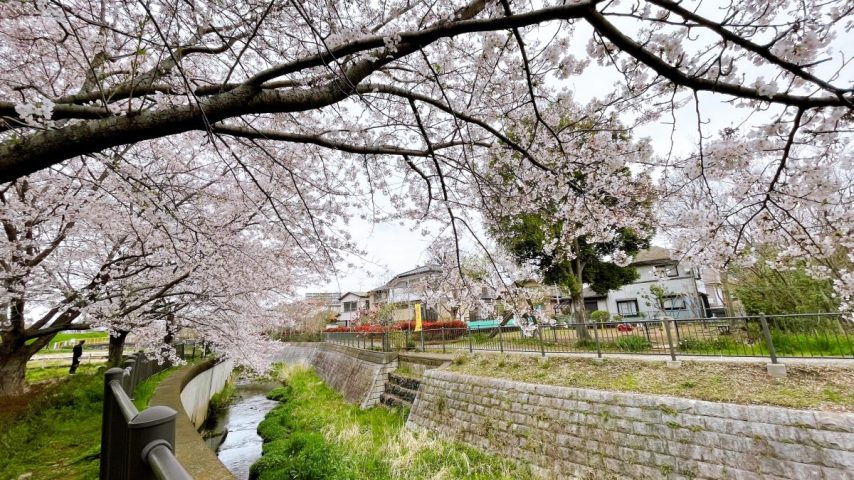 【松戸】根木内歴史公園の桜が満開でした