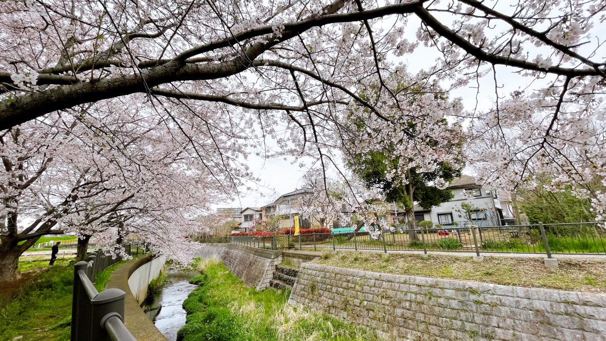 川沿いに咲く桜並木がとても綺麗
