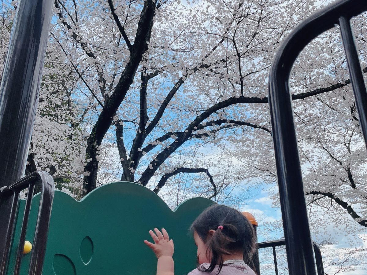 遊具越しの娘と桜