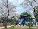 流山市総合運動公園の桜が満開！蒸気機関車から煙演出で娘大興奮