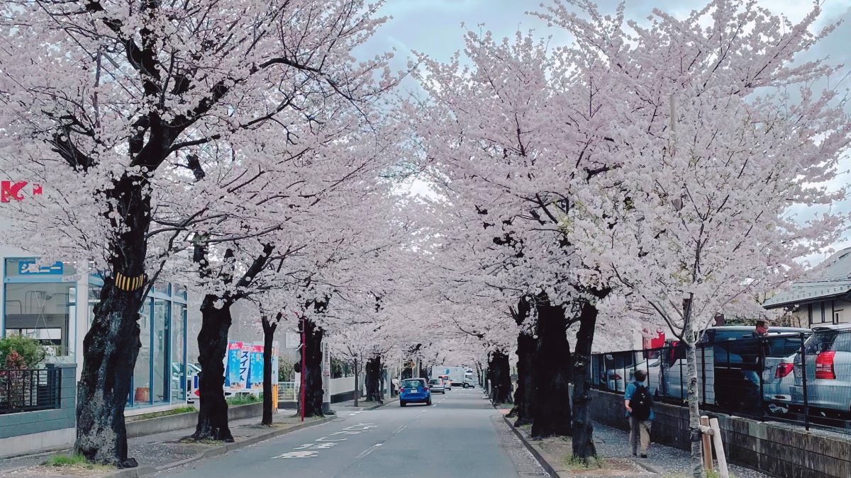 【松戸】常盤平のさくら通りで桜トンネルを初体験！