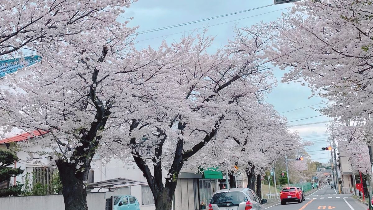 【松戸】小金原周辺の桜鑑賞！お散歩にもおすすめ♪