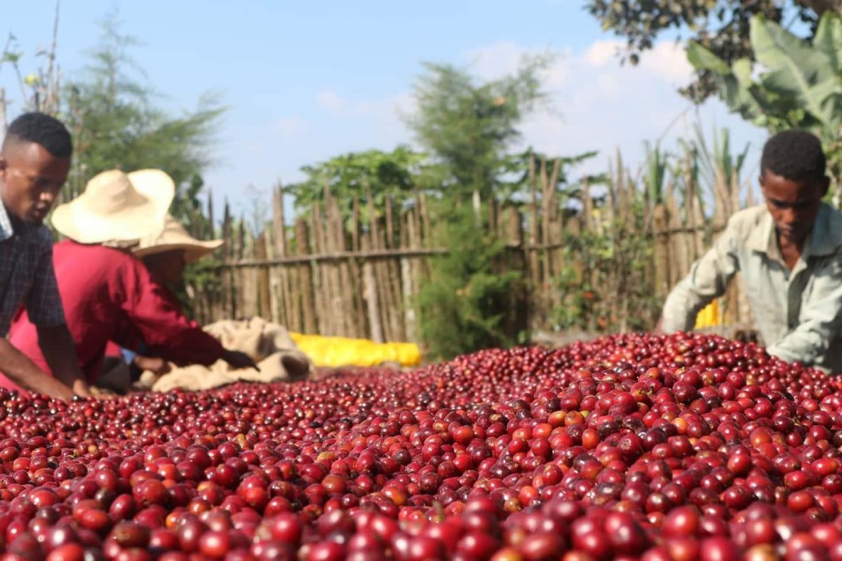 コーヒー豆はエチオピアの農家と直接取引