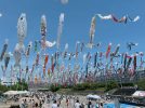【高槻】北摂の絶景！芥川桜堤公園にたくさんのこいのぼりが泳いでいた！