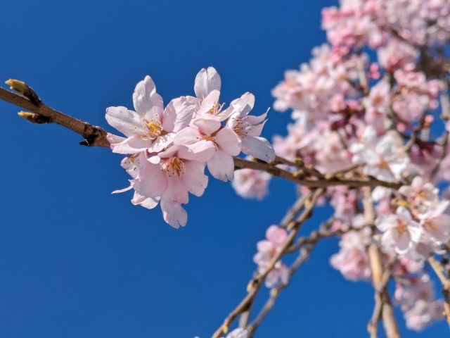 【柏】【桜開花速報】続々と開花が進んでいます＠柏公園・常盤台・千代田・東上町