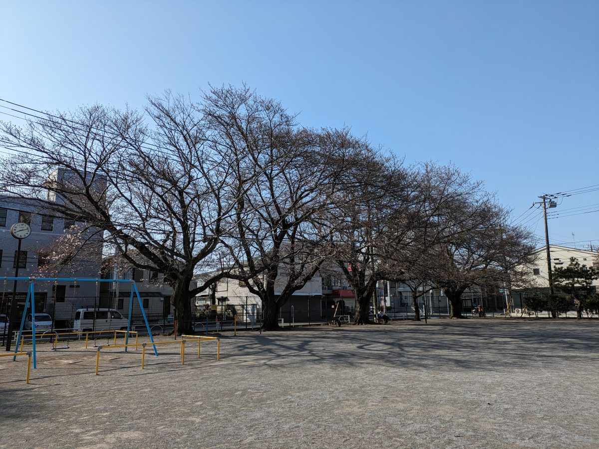 千代田町公園の桜