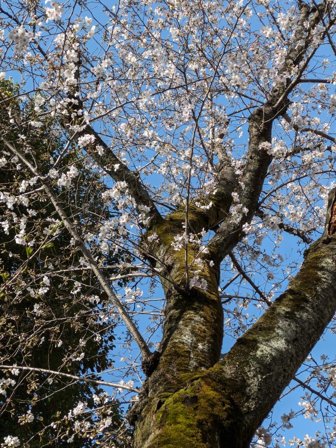 柏上町公園の桜