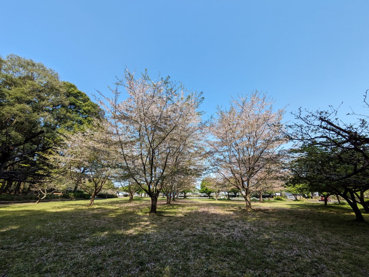 増尾城址公園の桜