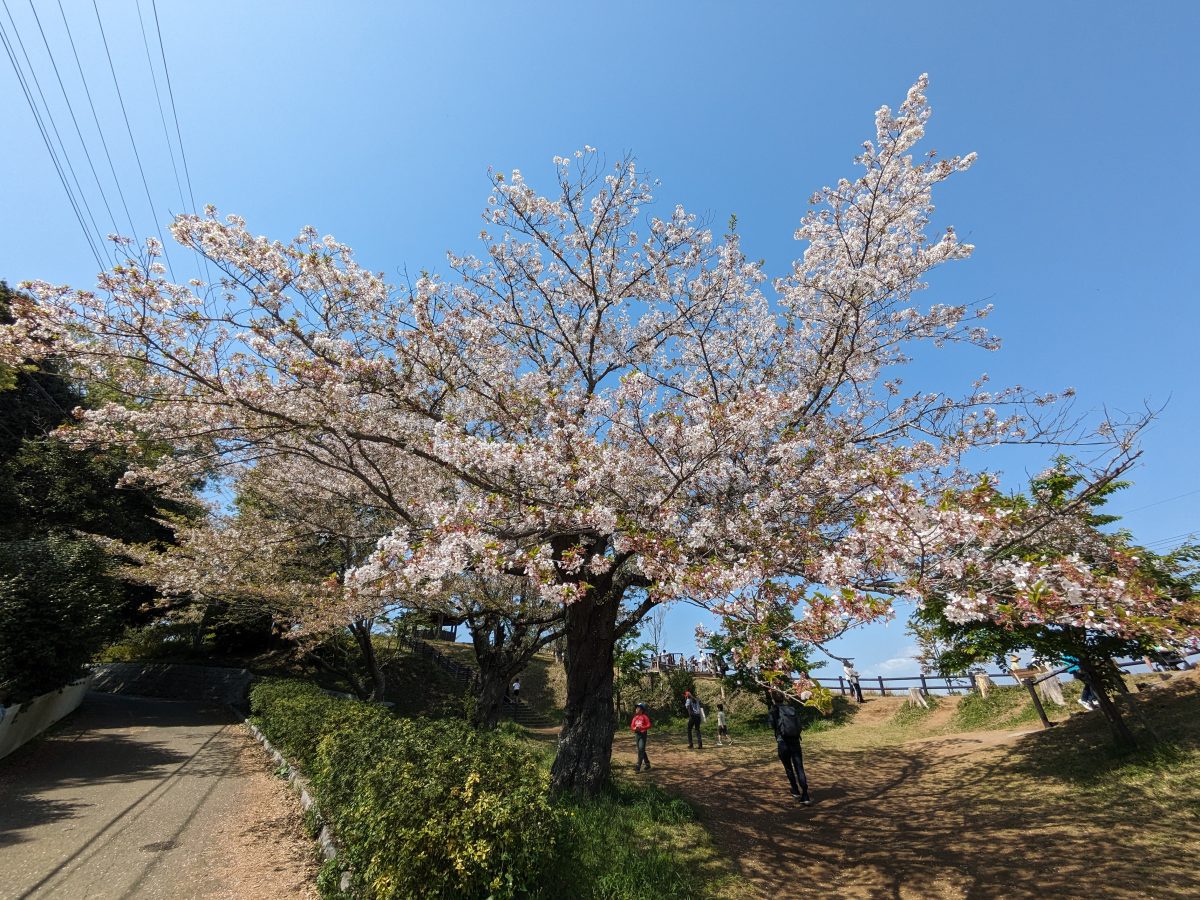 さくら山は葉桜が多いものの、まだ咲いているのもちらほら。