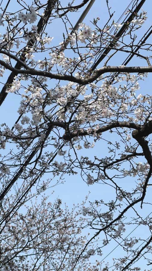 桜並木が綺麗です！