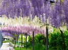 【吹田】春の万博記念公園で美しく咲く花々に癒やされよう！4月13日（土）・14日（日）には「ふじマルシェ」開催