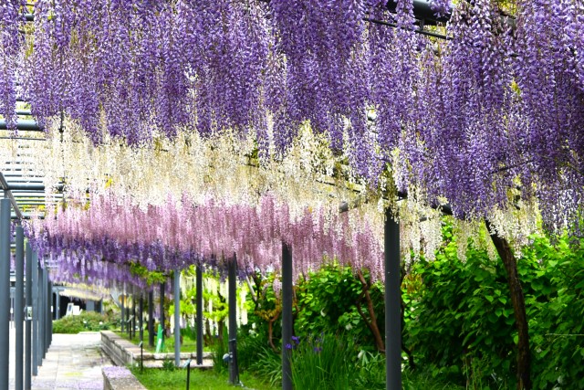 【吹田】春の万博記念公園で美しく咲く花々に癒やされよう！4月13日（土）・14日（日）には「ふじマルシェ」開催
