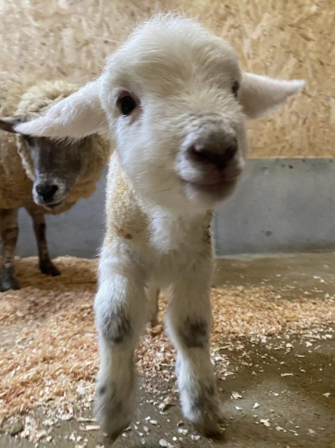 今年の3月2日に生まれたばかりの羊の赤ちゃん。会えるかな〜